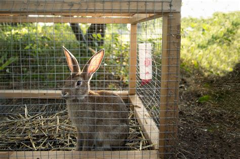 The 6 Best Rabbit Hutches in 2022 